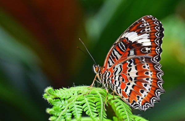 Naturesphotoscapes