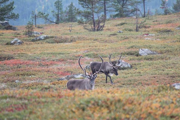 Comment protéger les animaux en voie de disparition ?