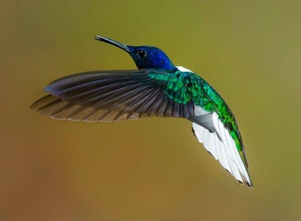 Quels sont les animaux les plus étonnants de la nature ?