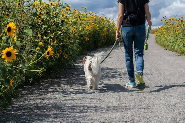 Comment adopter un animal de compagnie éco-responsable ?