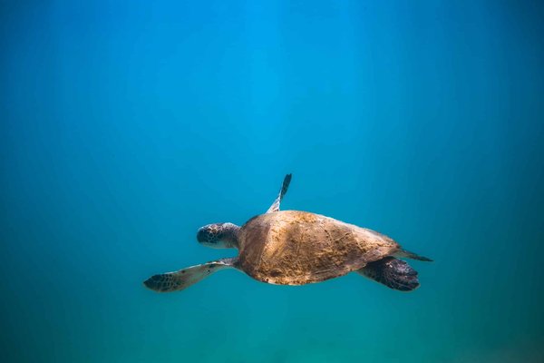 Quelles sont les espèces animales les plus menacées?