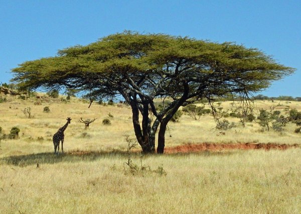 Comment observer la faune sauvage sans la déranger ?