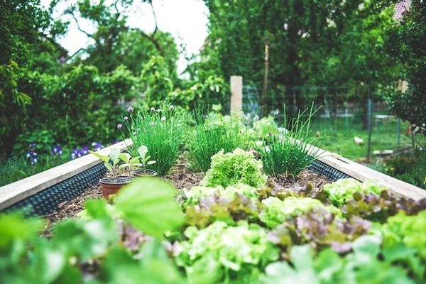 Comment cultiver un jardin écologique ?