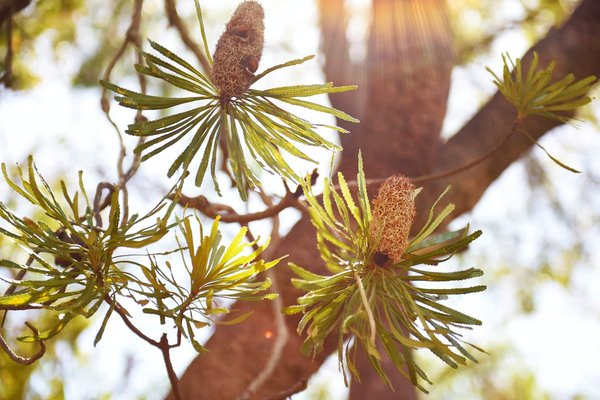 Quels sont les secrets de la flore sauvage ?